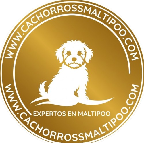 Logo oficial Cachorros Maltipoo